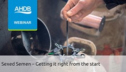 Sexed semen - getting it right from the start